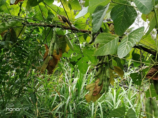 记录种植狗爪豆发芽开花结果全过程七