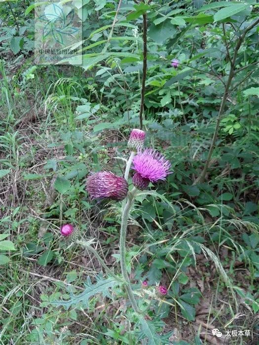 別名馬薊,虎薊,刺薊,山牛蒡,雞項草,雞腳刺,野紅花,茨芥,牛觸嘴,鼓椎