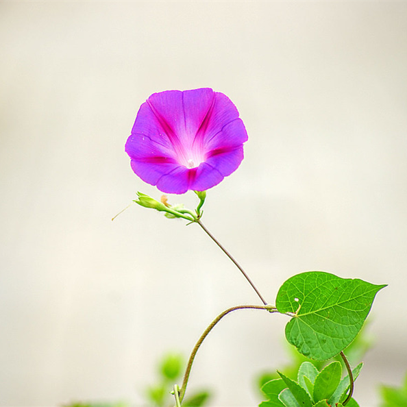 牵牛花 七夕星星约会 它出力 二十四节气花语 腾讯新闻