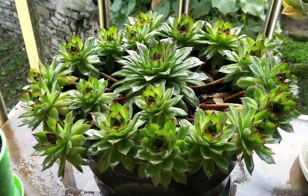 观音莲怎么繁殖(观音莲怎么才能爆盆)