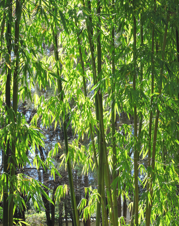 云南十八怪来了!