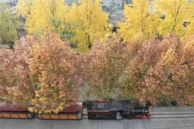 南充市树市花决赛来啦你pick谁