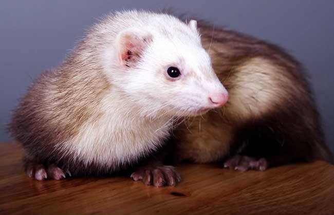 水貂那么可爱,丹麦却宣布全国捕杀1700万只