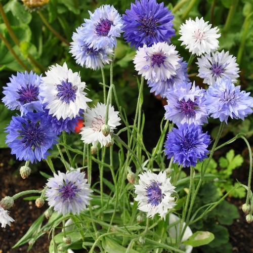 叶赛宁诗歌品赏拉吧奏吧手风琴