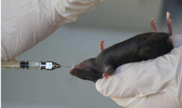 一文掌握小鼠葡萄糖代谢相关试验要点