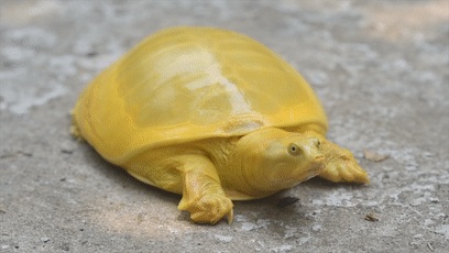 印度渔民发现金色乌龟像是蛋黄长了腿