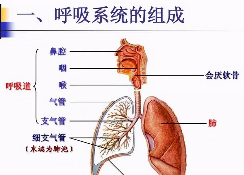 中医 历代医家对 酒渣鼻 有何认识 腾讯新闻