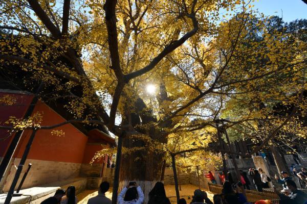 11月8日,遊客在大覺寺觀賞古銀杏黃葉.