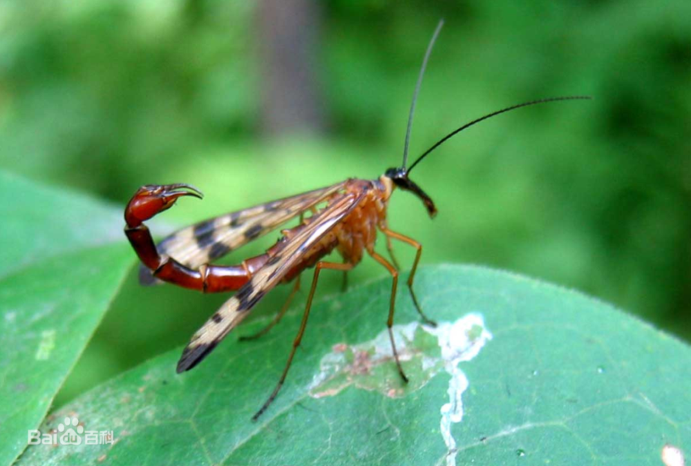 昆虫科普|蝎蛉——和蚊子傻傻分不清的虫子