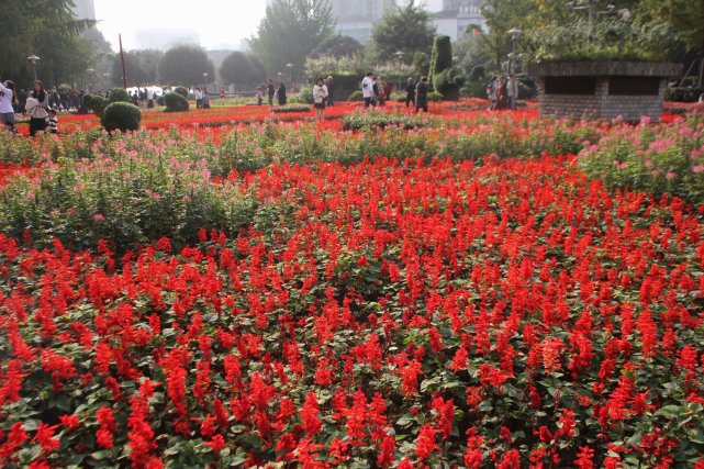 重庆一商圈  最大鲜花公园  百花齐放  美不胜收  赏花游客人山人海|重庆一商圈现最大鲜花公园：百花齐放美不胜收，赏花游客人山人海