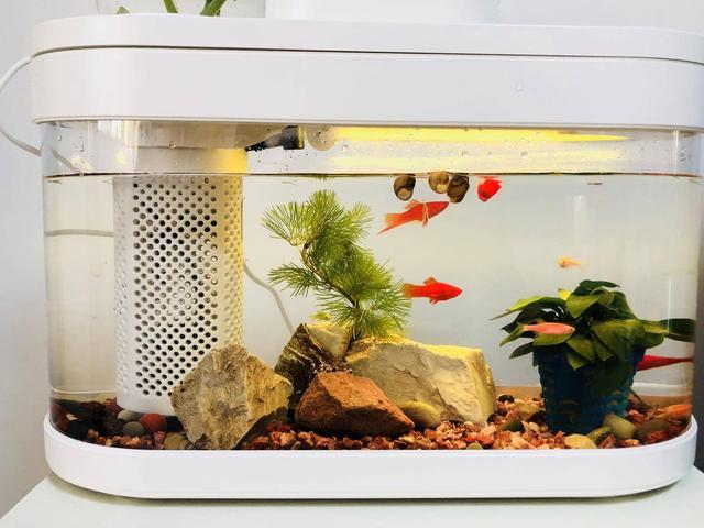 画法几何懒人鱼缸 自动喂食换水 看鱼戏草石间 懒人的养鱼乐趣 鱼缸 生态鱼缸 小米有品