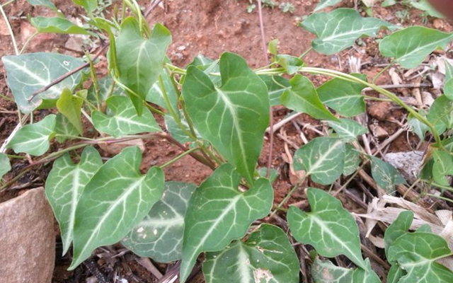 此为"千年草",寿命越长价值越高,农村见到,尽量珍惜