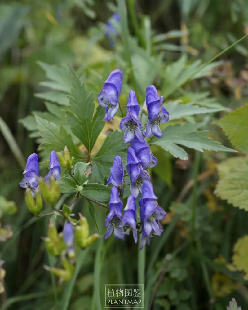 乌头是秋日美丽的蓝紫花也是致命奇毒
