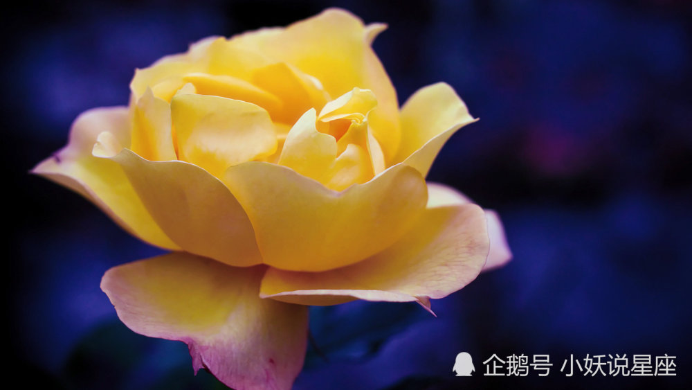 11月9日爱情运势 拼尽全力 不留遗憾的四大星座 腾讯新闻