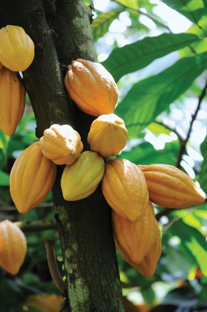 可可树(theobroma cacao)和可可果—巧克力的原材料