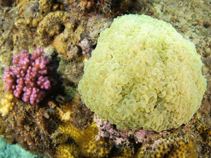 珊瑚进化能力有多强?研究发现其变异基因也可遗传给后代
