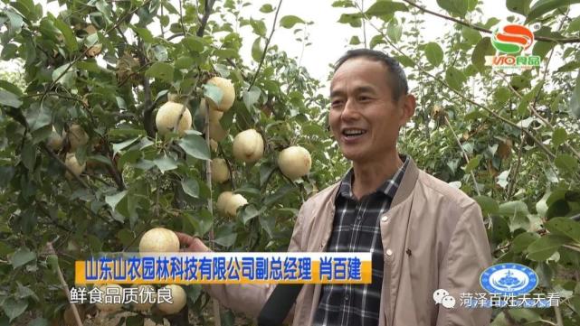 山农酥梨:历时15年培育的新品种在菏泽挂果|陈学森|山东农业大学|菏泽