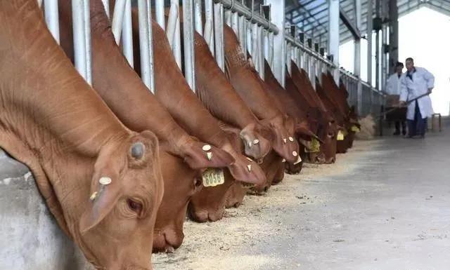 肉牛不喂精料行吗肉牛一天喂多少精料