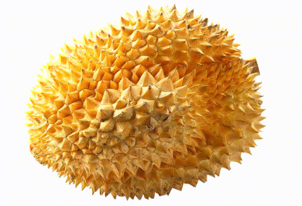 想要实现榴莲自由吗带你走进菲律宾榴莲之乡达沃市