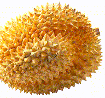 想要实现榴莲自由吗带你走进菲律宾榴莲之乡达沃市