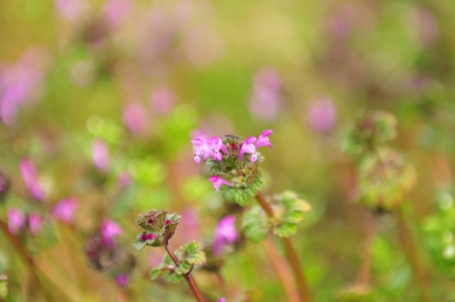 欣赏梅花的好地方 日本奈良的月濑梅林 月濑梅林 梅花 日本 旅游 奈良