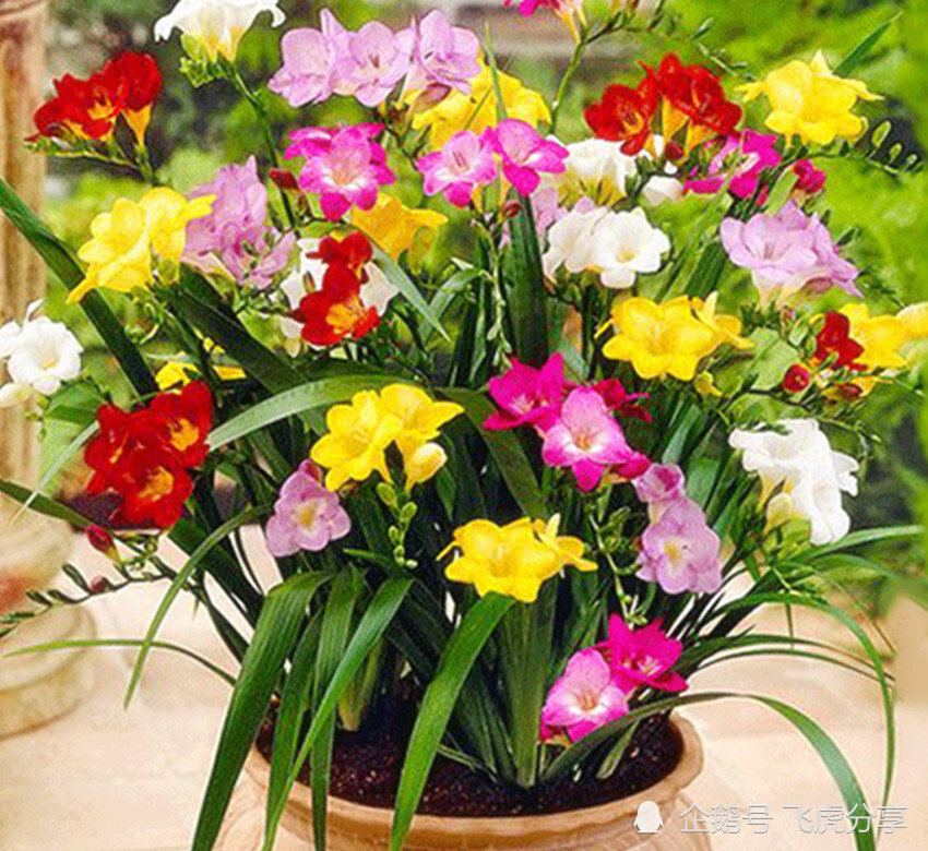 10种球根花卉个个娇艳靓丽 不仅漂亮好养 还能自然繁殖 腾讯新闻