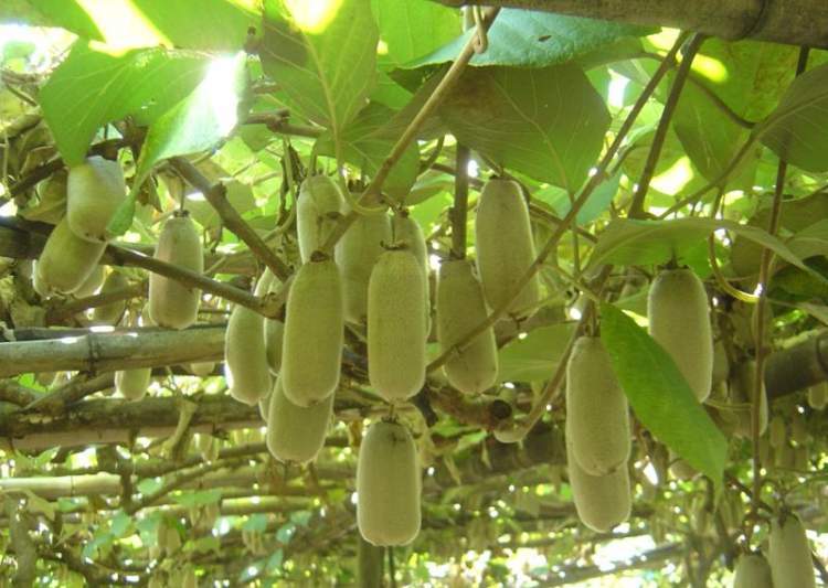 白绒绒软毛加身,圆柱外形,维生素c含量特别高,少见的"白猕猴桃"来了!