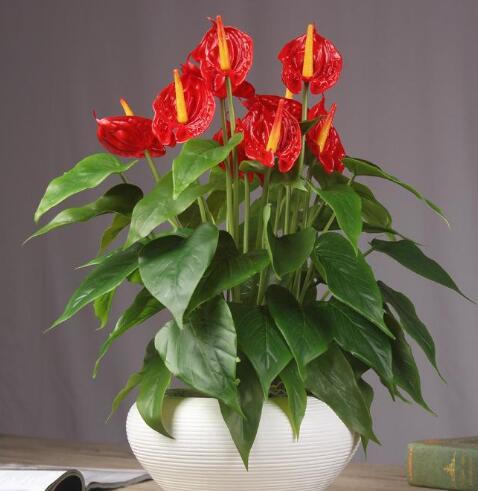 3盆花 很怕冷 入冬后养室内 做好 保暖 很重要 别大意了 腾讯网