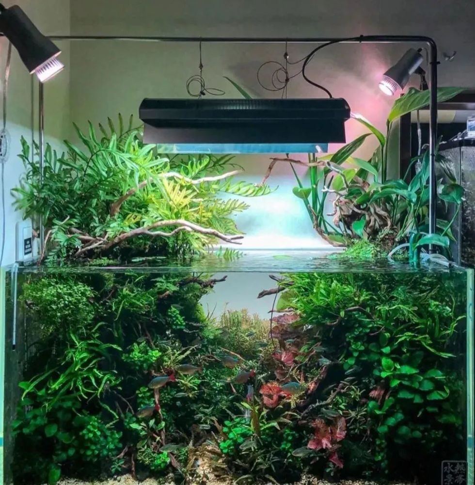 新手水草造景必须有的思路 腾讯新闻