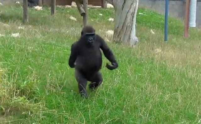 猩猩学饲养员走路更是凭借霸气走姿爆红网络网友霸气