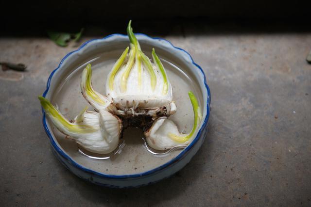 水仙花栽培季學會掌控水仙花的花期可以任性選擇賞花時間