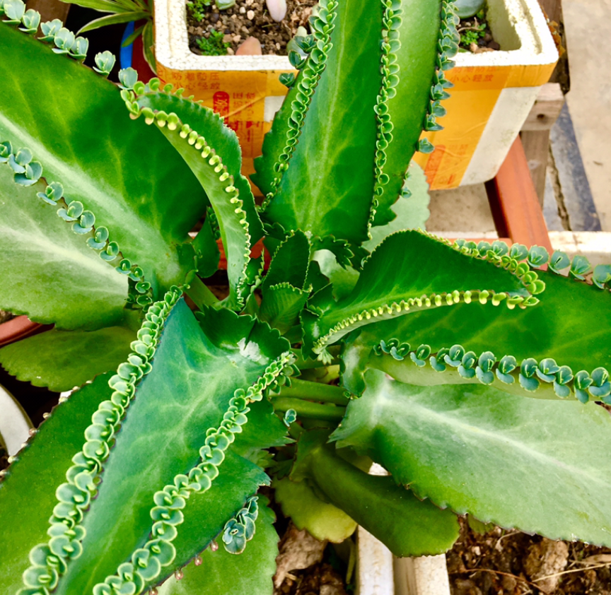 落地生根开出长寿花剪一剪就能嫁接画面太美