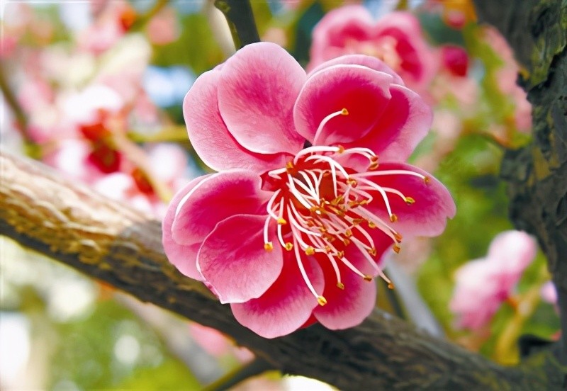 林草科普梅花不争春清气满乾坤