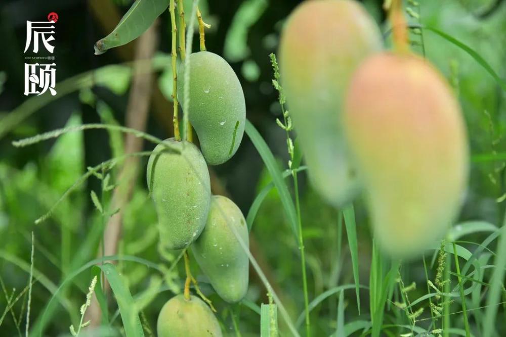 辰颐物语盼了一年的甜心芒终于来啦香甜让你回味无穷