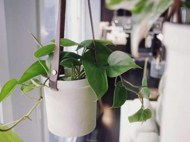 咖啡渣不要扔拿来养花简单处理肥效就堪比化肥