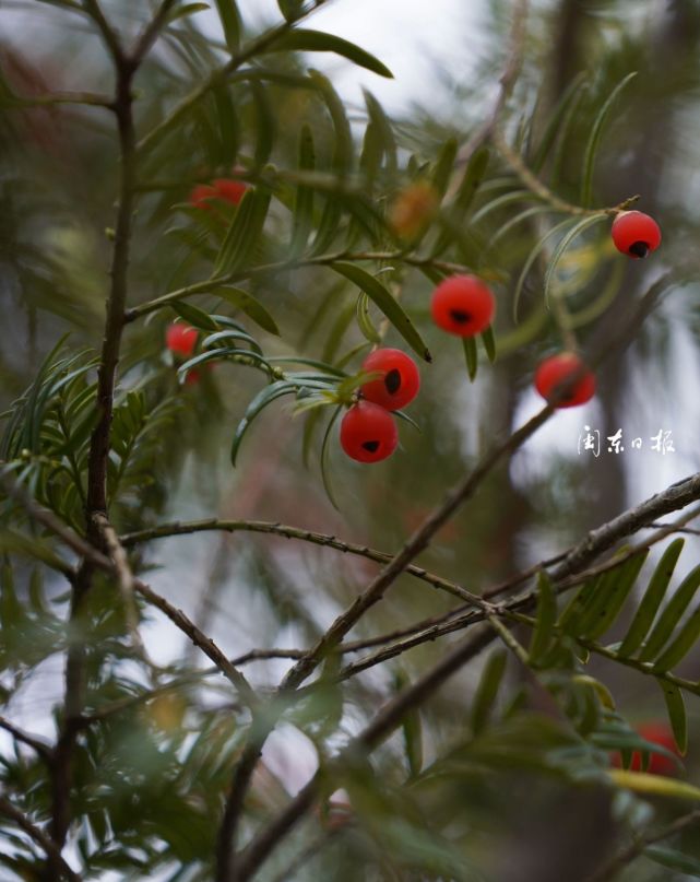 水门畲族乡里洋村,村民刘忠庆正在自家房前采摘成熟的南方红豆杉果实