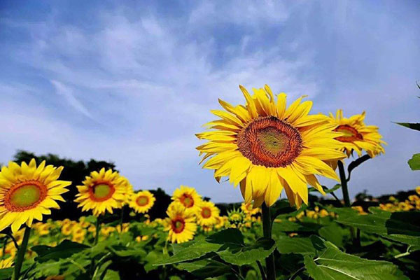 向日葵种子种植方法 腾讯网