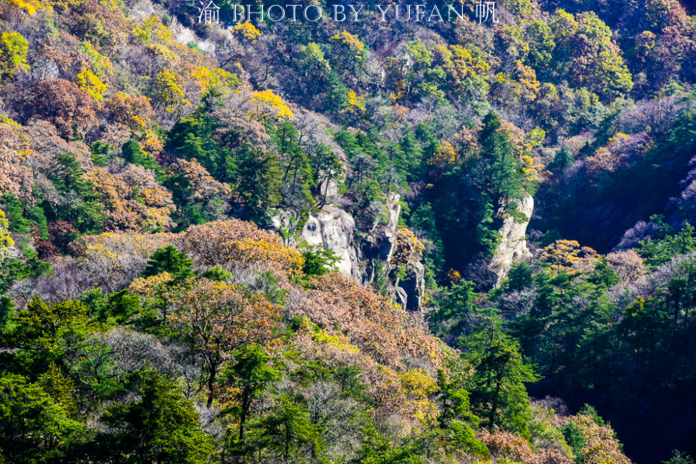 重巒疊嶂,壁立千仞,各具特色,東北方的山峰狀如雞冠,山上奇松挺拔,那