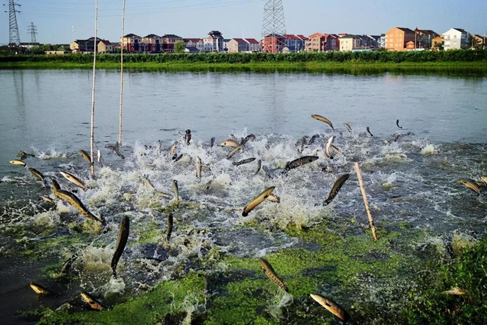 如何"看水养鱼"?