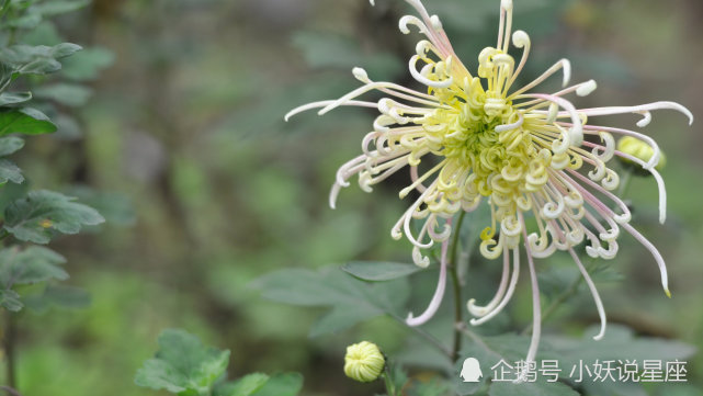 11月10日星座运势 底气十足 另眼相看的四大星座 星座运势 星座 双鱼座 白羊座 巨蟹座 天秤座