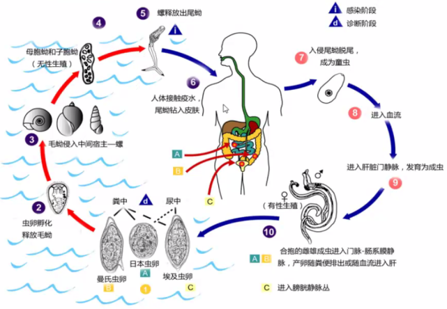 微讲堂|家畜日本血吸虫病及其诊断,监测与防控_腾讯新闻