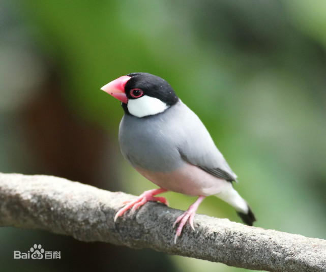 文鸟是一种怎样的鸟