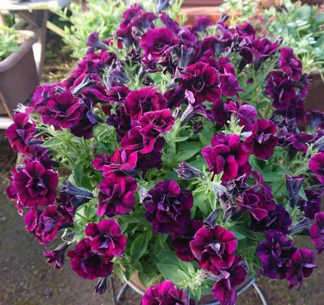 黑色风暴:雍容华丽的紫红色重瓣,开花很有气场.