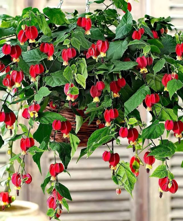 6种"灯笼花",开花贼漂亮,家里养上几盆,枝头挂满小灯笼,好看又喜庆!