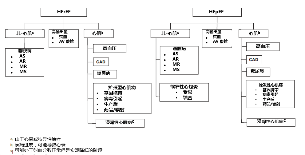 左心室肥大与向心性重构通过超声心动图与心电图鉴别,以上两种现象在