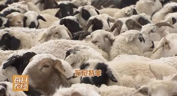 长得像国宝"熊猫"一样的苏尼特羊_腾讯新闻