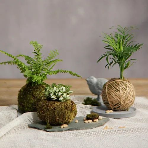 苔玉盆景 于无为处显丘壑 不经意间露春色 苔玉盆景 盆景 植物花卉 日本盆景 苔藓
