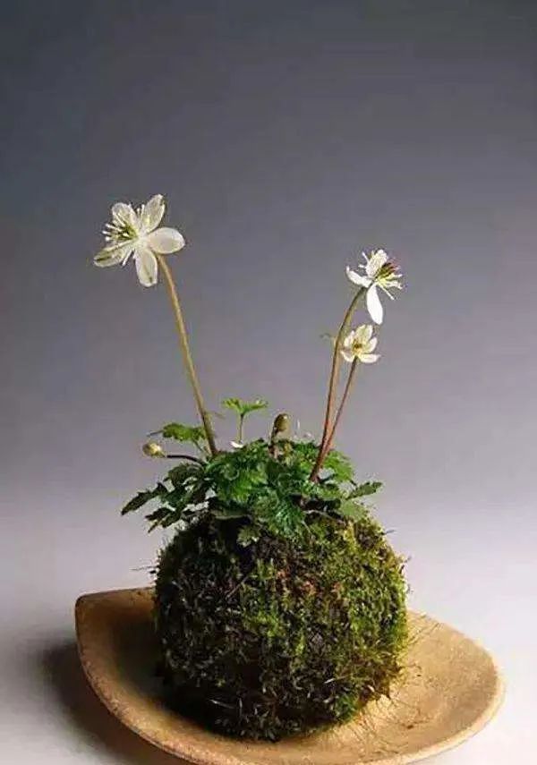 苔玉盆景|于无为处显丘壑,不经意间露春色_腾讯新闻