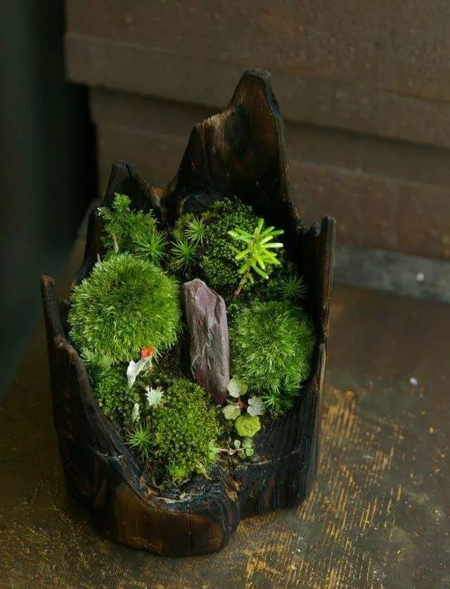 苔玉盆景|于无为处显丘壑,不经意间露春色_腾讯新闻