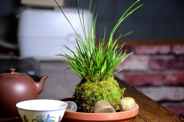 苔玉盆景 于无为处显丘壑 不经意间露春色 苔玉盆景 盆景 植物花卉 日本盆景 苔藓